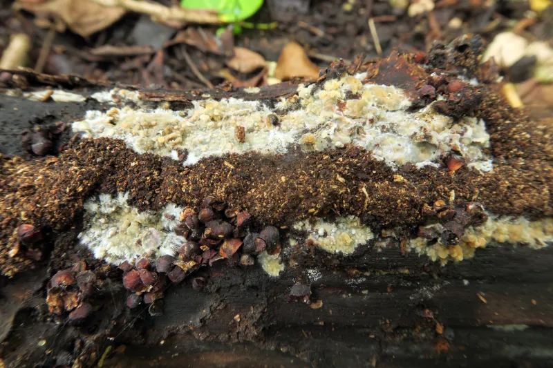 Athelia fibulata 1 - IMG_3005